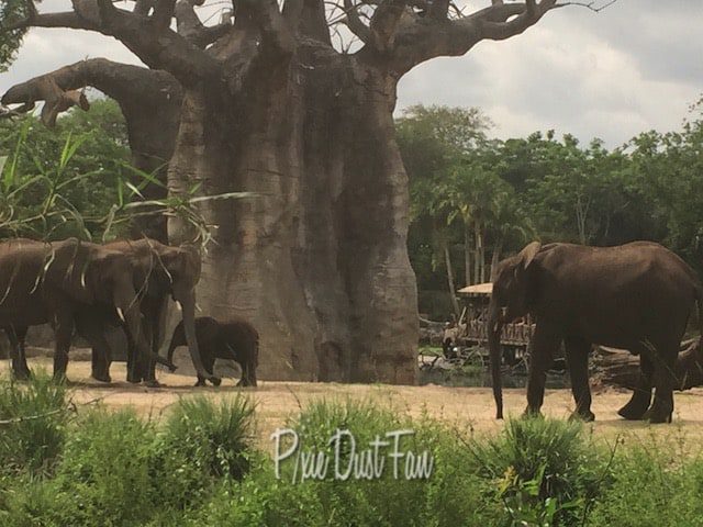 Elephants Caring for Giants