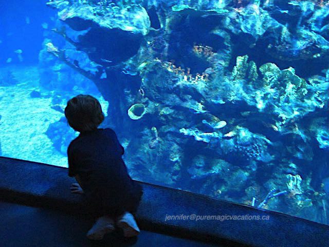 Disney DAS The Living Seas